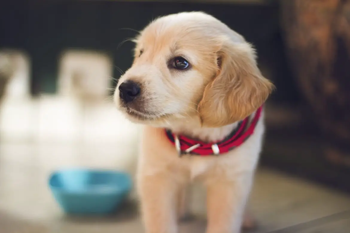 What You Need to Know Before Bringing Home a Puppy What You Need to Know Before Bringing Home a Puppy